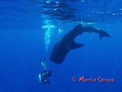 Whaleshark and diver in action by Martin Spragg 